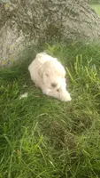 Dusty , a male Goldendoodle for sale in Amboy, IN – 1 of 3