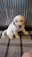 Mazy, a female Goldendoodle for sale in Amboy, IN – 2 of 6