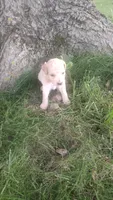 Ginger , a female Goldendoodle for sale in Amboy, IN – 2 of 3
