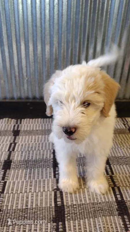 Riley – Goldendoodle puppy for sale in Amboy, IN
