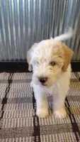 Riley, a male Goldendoodle for sale in Amboy, IN – 1 of 6