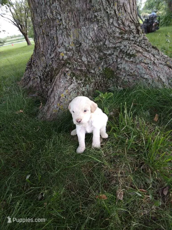 Riley – Goldendoodle puppy for sale in Amboy, IN
