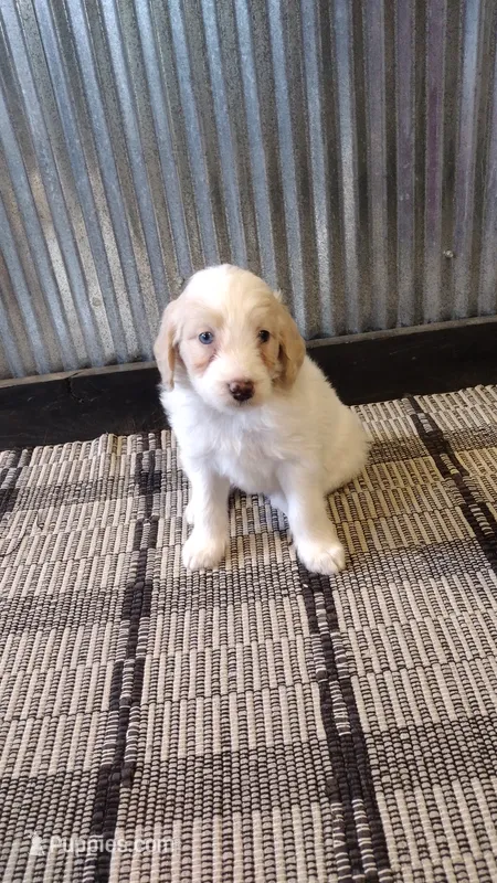 Mylie – Goldendoodle puppy for sale in Amboy, IN