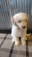 Mazy, a female Goldendoodle for sale in Amboy, IN – 3 of 6