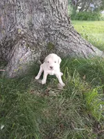 Lacey, a female Goldendoodle for sale in Amboy, IN – 2 of 3