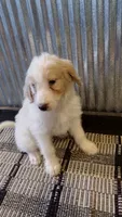 Mylie, a female Goldendoodle for sale in Amboy, IN – 2 of 6