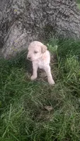 Ginger , a female Goldendoodle for sale in Amboy, IN – 3 of 3