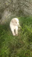 London , a female Goldendoodle for sale in Amboy, IN – 3 of 3