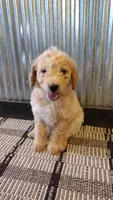 Ginger , a female Goldendoodle for sale in Amboy, IN – 3 of 6