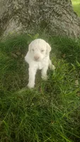 Jasper , a male Goldendoodle for sale in Amboy, IN – 3 of 3