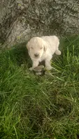 Dusty , a male Goldendoodle for sale in Amboy, IN – 2 of 3