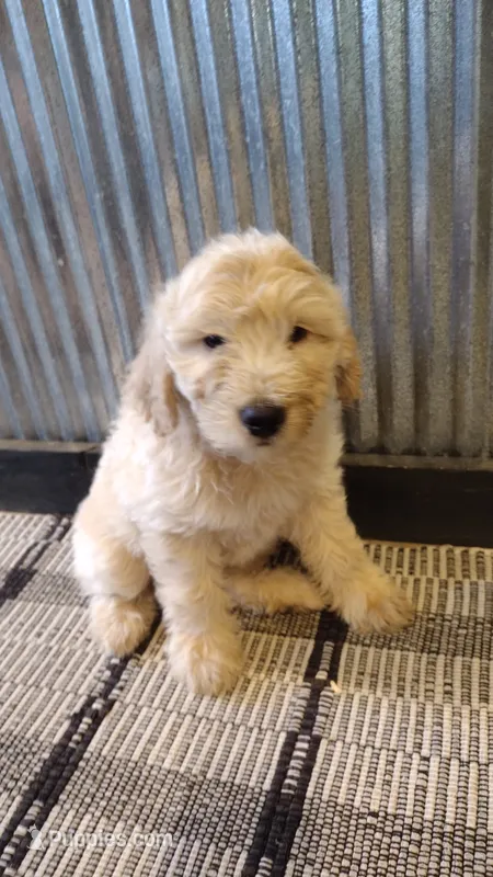 Dusty  – Goldendoodle puppy for sale in Amboy, IN