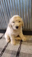 Dusty , a male Goldendoodle for sale in Amboy, IN – 1 of 6