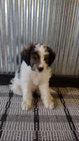 Duke , a male Goldendoodle for sale in Amboy, IN – 3 of 6
