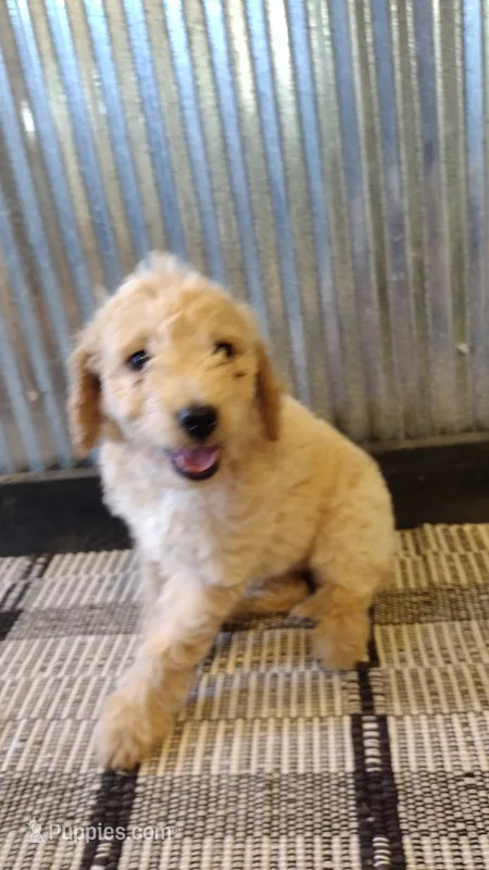 Ginger  – Goldendoodle puppy for sale in Amboy, IN