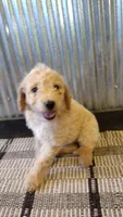 Ginger , a female Goldendoodle for sale in Amboy, IN – 1 of 6