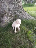 Lacey, a female Goldendoodle for sale in Amboy, IN – 3 of 3