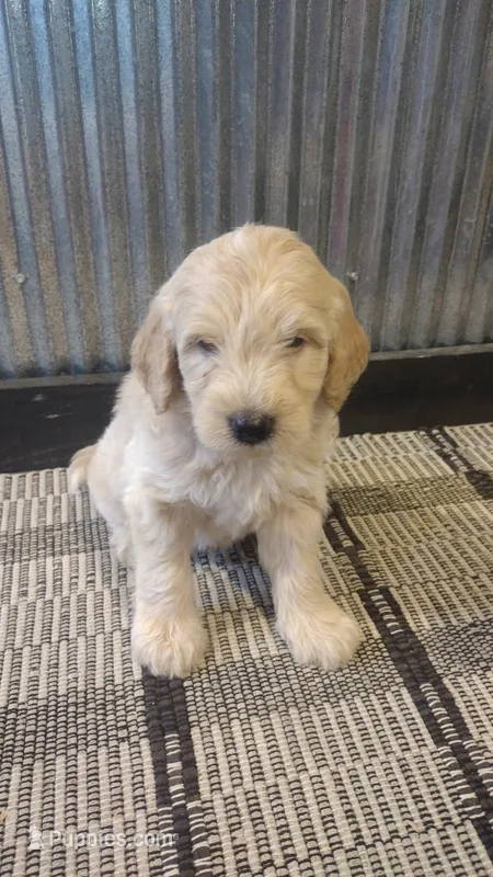 Dusty  – Goldendoodle puppy for sale in Amboy, IN