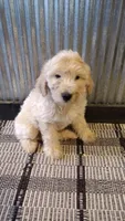 Dusty , a male Goldendoodle for sale in Amboy, IN – 3 of 6
