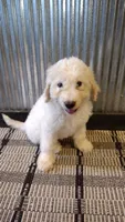 Jasper , a male Goldendoodle for sale in Amboy, IN – 2 of 6