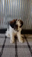 Duke , a male Goldendoodle for sale in Amboy, IN – 2 of 6
