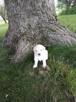 Nala, a female Goldendoodle for sale in Amboy, IN – 3 of 3
