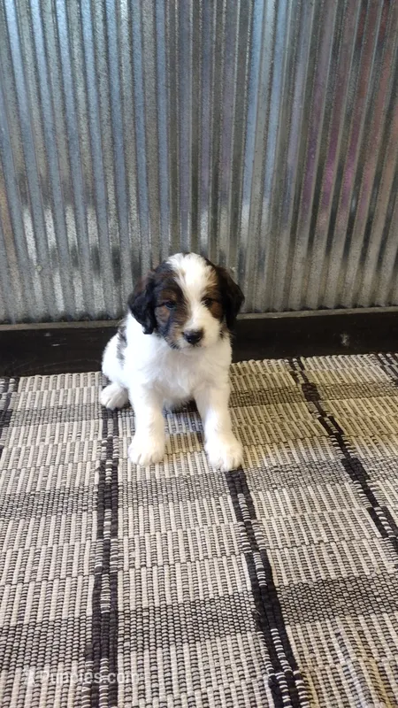 Duke  – Goldendoodle puppy for sale in Amboy, IN