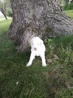 Mazy, a female Goldendoodle for sale in Amboy, IN – 2 of 3