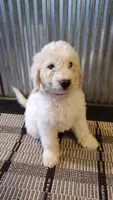 Jasper , a male Goldendoodle for sale in Amboy, IN – 1 of 6
