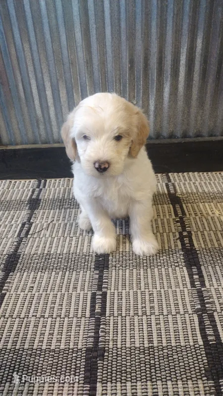 Riley – Goldendoodle puppy for sale in Amboy, IN