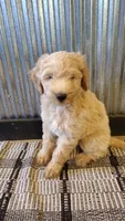 Lacey, a female Goldendoodle for sale in Amboy, IN – 3 of 6