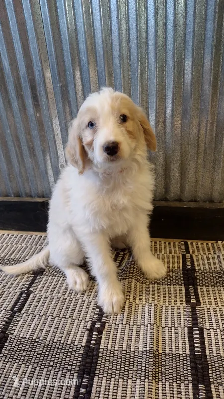 Mylie – Goldendoodle puppy for sale in Amboy, IN