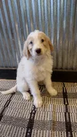 Mylie, a female Goldendoodle for sale in Amboy, IN – 1 of 6
