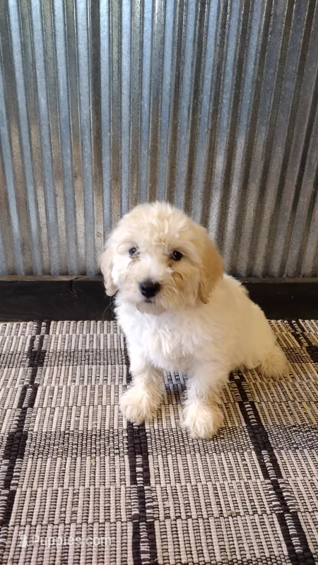 Nala – Goldendoodle puppy for sale in Amboy, IN