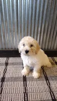 Nala, a female Goldendoodle for sale in Amboy, IN – 1 of 6
