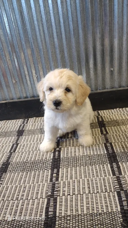 Nala – Goldendoodle puppy for sale in Amboy, IN