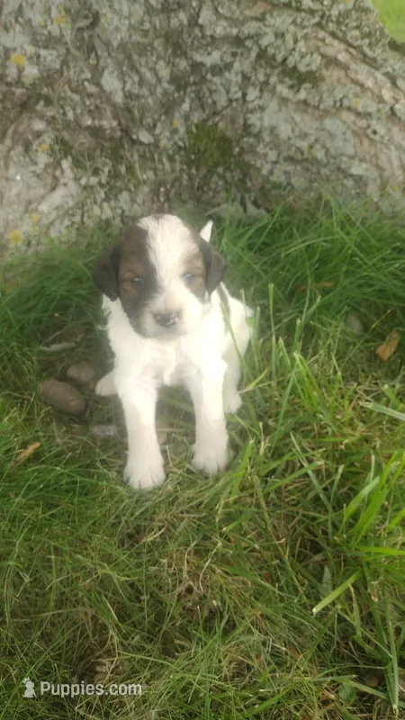 Duke  – Goldendoodle puppy for sale in Amboy, IN