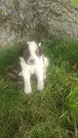 Duke , a male Goldendoodle for sale in Amboy, IN – 1 of 3