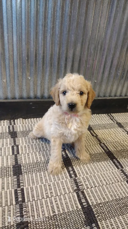 Ginger  – Goldendoodle puppy for sale in Amboy, IN