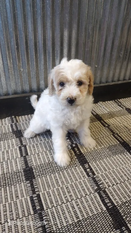 London  – Goldendoodle puppy for sale in Amboy, IN