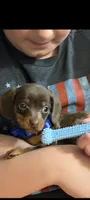 Milo, a male Miniature Dachshund for sale in Terre Haute, IN – 2 of 4
