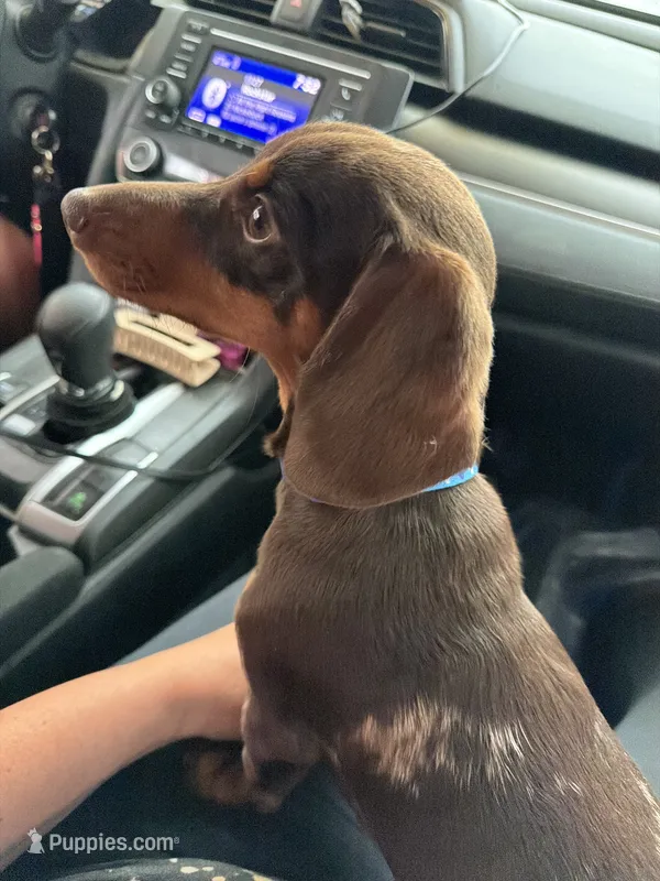 Milo – Miniature Dachshund puppy for sale in Terre Haute, IN