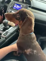 Milo, a male Miniature Dachshund for sale in Terre Haute, IN – 1 of 4