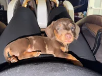 Milo, a male Miniature Dachshund for sale in Terre Haute, IN – 3 of 4