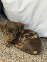 Milo, a male Miniature Dachshund for sale in Terre Haute, IN – 4 of 4