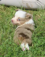 Willow , a female Toy Australian Shepherd for sale in Harveys Lake, PA – 2 of 9
