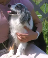 Boots, a male Toy Australian Shepherd for sale in Harveys Lake, PA – 4 of 5