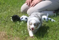 Buttons, a female Toy Australian Shepherd for sale in Harveys Lake, PA – 4 of 7