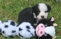 Boots, a male Toy Australian Shepherd for sale in Harveys Lake, PA – 2 of 5
