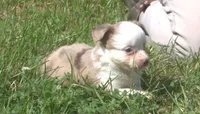 Willow , a female Toy Australian Shepherd for sale in Harveys Lake, PA – 8 of 9